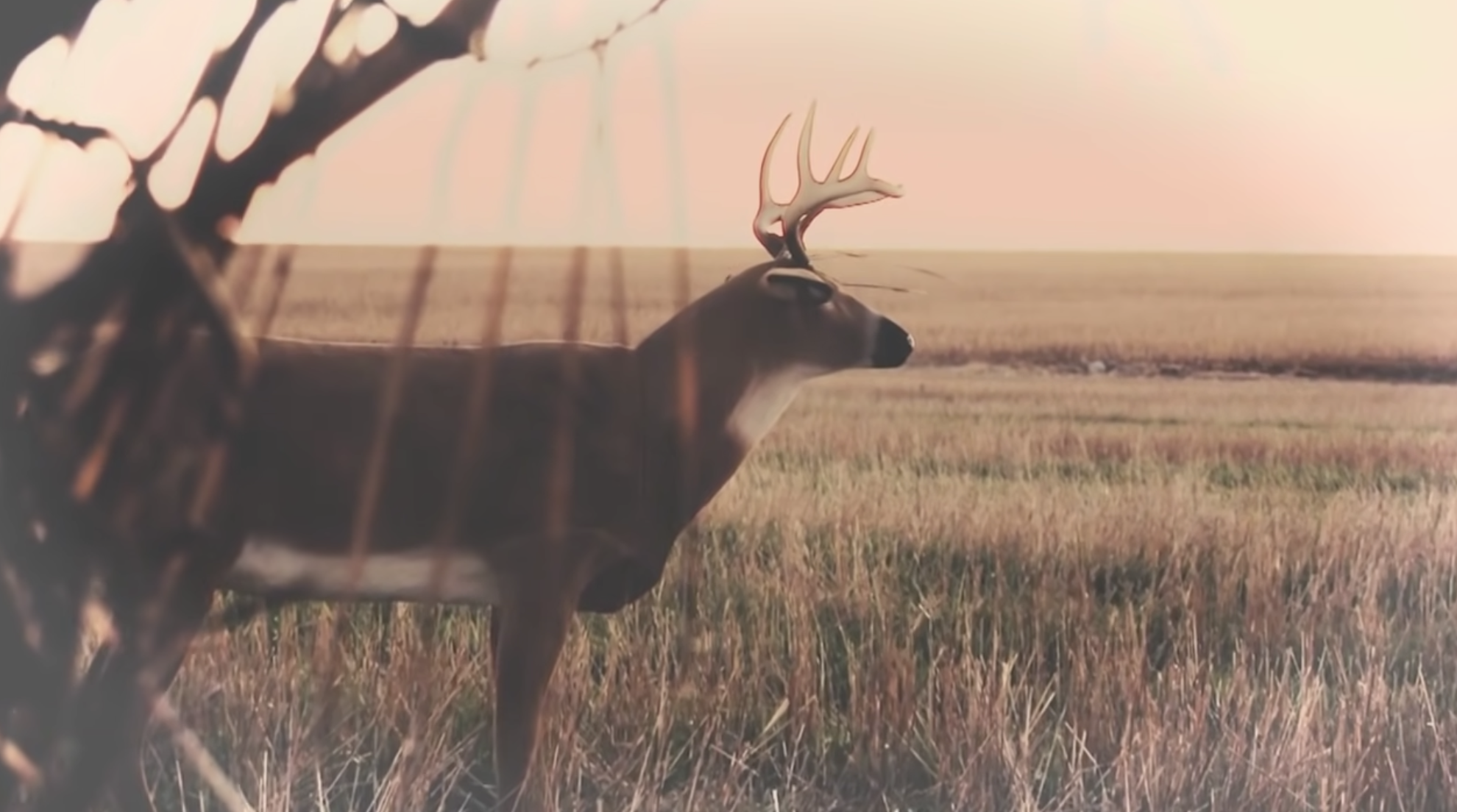 How to Use Deer Decoys Effectively